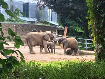 Am Mittwoch, den 05.07.2017 stand der erste große Ausflug der zweiten Schuljahre an: Ein Besuch
                  im Wuppertaler Zoo, der sprichwörtlich drohte ins Wasser zu fallen.